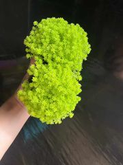 naka多肉❤ショップ説明ご確認 - メルカリShops