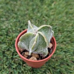 クラッスラ デルトイデア タンクアカルー 抜き苗 多肉植物 - メルカリ
