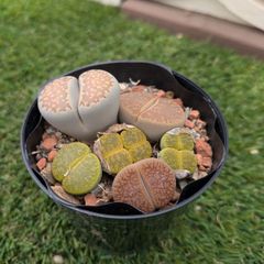 多肉植物 リトープス 抜き苗セット - メルカリ