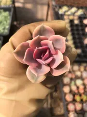新入荷　虹のキャンディー錦　鮮やかな72苗セット　土と根付き　多肉植物　エケベリア　セダム　韓国苗　詰め合わせ　寄せ植え　X1048