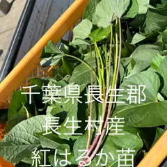 2026年最新】紅はるか苗の人気アイテム - メルカリ