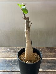 美株】アデニウムアラビカム タコ足 国内実生 塊根 ユーフォルビア