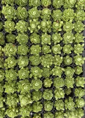 新入荷　グリーノビア　鮮やかな128苗セット　土と根付き　多肉植物　エケベリア　セダム　韓国苗　詰め合わせ　寄せ植え　X1049