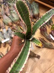 Neoregelia 'Gizmo' BCR11783 ネオレゲリア 'ギズモ' - メルカリ