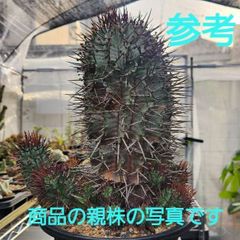 ユーフォルビア ホリダマジョール 良型長刺 子株付 ユーフォルビア ホリダマジョール 良型長刺 子株付 - メルカリ