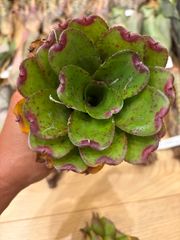 氷華フリル錦 22当店オリジナル名称 白斑入り ピンクエッジ フリル葉