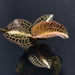 ジュエルオーキッド アネクトキラス レインワーディー'ディスティ