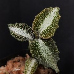 Saxifraga stolonifera Tricolor｜ストロベリベゴニア - メルカリ