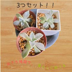③寄せ植えセット 多肉植物 エケベリア カット苗 - メルカリ
