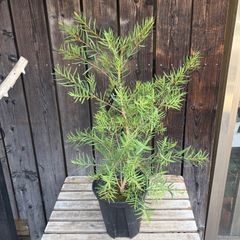 バンクシア スピヌロサ オーレア 鉢植え 苗 レア品種 ドライガーデン