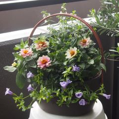 きよちゃん様専用 6/16までのセール！まるで花壇のような大きな寄せ