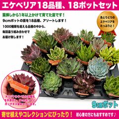 ☆ゆうパック発送☆多肉植物 韓国苗 エケベリア ＊33品種41苗の特別