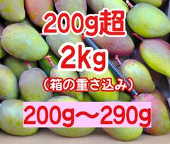 摘果マンゴー② サイズ小 摘果マンゴー 未熟マンゴー 加工用マンゴー グリーン/ 約2㎏ （ 2キロ