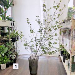 台湾ガジュマル8の字仕立て縁起もの末広がり永遠無限大パンダ