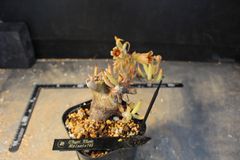 チレコドン ペアルソニー 白象 大株 現地球 発根株 （鉢付き) - メルカリ