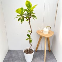 現品 フィカス カシワバゴム 柏葉ゴム リラータ 73番 観葉植物 曲がり