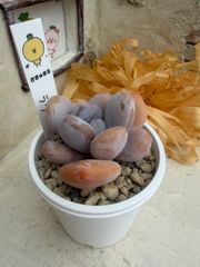 鉢ごと発送】多肉植物✿令和の桃子✿抜き苗 - メルカリ