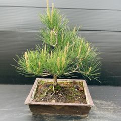 大型赤蝦夷松盆栽14本立てa ta983d8様用 - メルカリ 大型赤蝦夷松盆栽14本立てa ta983d8様用 - メルカリ
