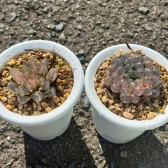 2鉢セット サイカス タイシルバー タイのソテツ 希少品種 蘇鉄 黄金