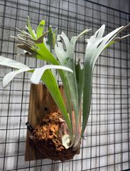 ︎︎︎︎☑︎P.alcicorne Madagascar Dwarf OC ビカクシダ - メルカリ
