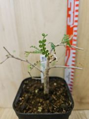 オペルクリカリア パキプス M07 実生 2年 seedstock 塊根植物 - メルカリ
