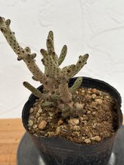 チレコドン ペアルソニー 白象 大株 現地球 発根株 （鉢付き) - メルカリ
