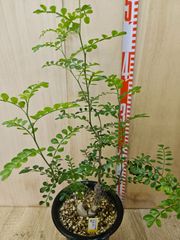 バンクシア グランディス 鉢植え 苗 オージープランツ ドライガーデン