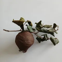 말벌의 둥지, 일찍 갈라진 벌집