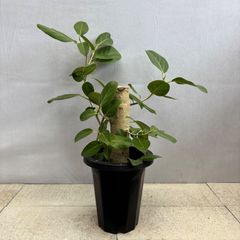 パンダガジュマル コパンダ接木 3.5号サイズ - メルカリ