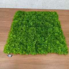 teru3様専用 コケ各種3.5パレット - メルカリ
