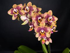 ☆洋蘭☆原種☆Trichoglottis triflora☆トリコグロッティス トリ