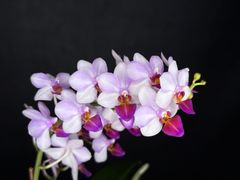 ☆洋蘭☆原種☆Trichoglottis triflora☆トリコグロッティス トリ