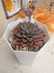 多肉植物 エルメス錦 抜き苗 - メルカリ