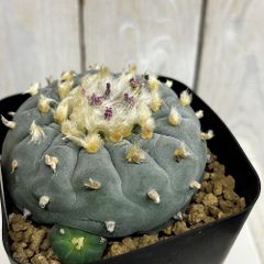 R*s様 多肉植物 銀冠玉 ロフォフォラ　特大株 R*s様 多肉植物 銀冠玉 ロフォフォラ 特大株 - メルカリ