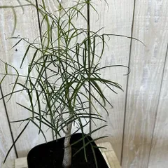 塊根植物　ブルセラ パラドクサ 4号角鉢(現品A～C)　インテリア 室内 おしゃれ 可愛い かわいい(s-507328)のサムネイル