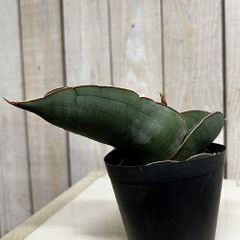【幹立ち・極上株】サンスベリア・バナナ 多肉植物 観葉植物 アンスリウム 幹立ち・極上株】サンスベリア・バナナ 多肉植物 観葉植物