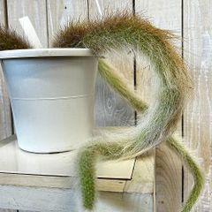 現品】猫の尻尾 ヒルデウィンテラ・カラデモノニス（ヒモサボテン）7