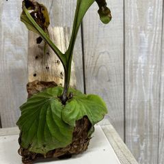 P. wallichii (Phetchabun.Thailand)ワリチー - メルカリ