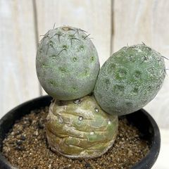 テフロカクタス ゲオメトリクス プラ鉢ごとメルカリ便発送 - メルカリ
