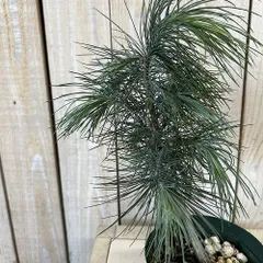 庭木苗　マルチネスピニョン松(マクシピニョン松) 3.5号スリット鉢(現品)　インテリア 室内 おしゃれ 可愛い かわいい(507327)のサムネイル
