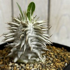 パキポディウム レウコキサンツム 実生6年目 3号鉢 塊根植物 観葉植物