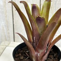 ネオレゲリア・ハウジット リサタグ付き タンクブロメリア 熱帯植物