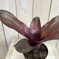 ネオレゲリア・ハウジット リサタグ付き タンクブロメリア 熱帯植物
