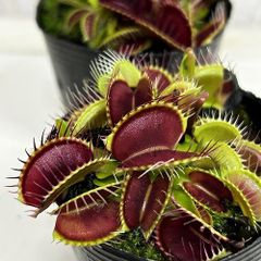 ハエトリソウ オオタラコ 食虫植物 - メルカリ