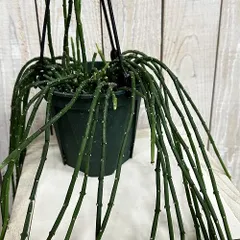 観葉植物　サルコステンマ ソコトラナム 4.5号吊り鉢(個体おまかせ1鉢)　インテリア 室内 おしゃれ 可愛い かわいい(507376)のサムネイル