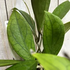 観葉植物　ホヤ AH-022 3.5号スリット鉢(個体おまかせ1鉢)　インテリア 室内 おしゃれ 可愛い かわいい(507387)のサムネイル