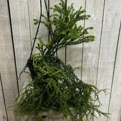 観葉植物　フペルジア ドワーフ 5号吊り鉢(個体おまかせ1鉢)　インテリア 室内 おしゃれ 可愛い かわいい(507375)のサムネイル
