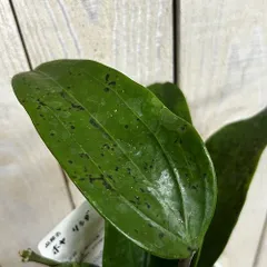 観葉植物　ホヤ AH-003 3.5号スリット鉢(個体おまかせ1鉢)　インテリア 室内 おしゃれ 可愛い かわいい(507392)のサムネイル