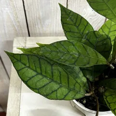 観葉植物　ホヤ カリストフィラ 3.5号スリット鉢(個体おまかせ1鉢)　インテリア 室内 おしゃれ 可愛い かわいい(507393)のサムネイル
