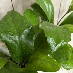 観葉植物　ホヤ AH-0733 3号スリット鉢(個体おまかせ1鉢)　インテリア 室内 おしゃれ 可愛い かわいい(507400)のサムネイル